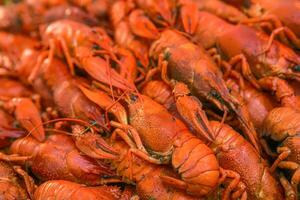 Cancers. Boiled red crawfish. Crawfish ready to eat. Beer snack. Crayfish to beer. photo