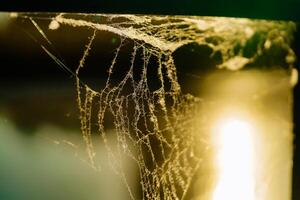 espumoso araña web colgando en el esquina. telaraña en el rayos de luz de sol. desigual hilos de telaraña en bokeh efecto. foto