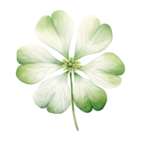 AI generated Clover Leaf Illustration png