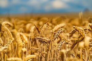 curved stalks of wheat ripen on the sun in the summer in the field photo