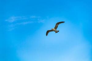 adulto Gaviota moscas en el cielo durante el día en el antecedentes de azul cielo. de cerca foto