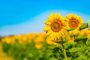 dos girasoles son representado en el antecedentes de un campo y un azul cielo en el verano. de cerca foto