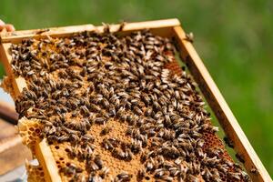 man's hand holds a wooden frame with honeycombs and bees in the summer in the yard photo