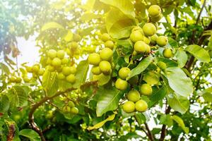 Nut tree with fruits. Walnut tree with fruits, sun rays. photo