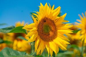 Summer. Field of sunflowers. Beautiful flower In the foreground, in the spotlight photo