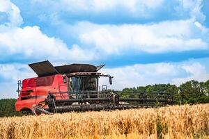 Grain harvesting combine in a sunny day. Yellow field with grain. Agricultural technic works in field. photo