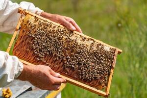 manos de un hombre sostiene un marco con panales para abejas en el jardín a hogar foto