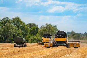 Grain harvesting combine in a sunny day. Yellow field with grain. Agricultural technic works in field. photo