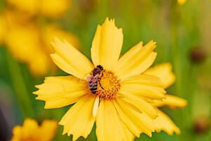 foto de un abeja reunión néctar y extensión polen en un hermosa amarillo flor en el césped borroso antecedentes. miel abeja en flor recoge néctar. cerca -arriba