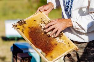 Hand of beekeeper is working with bees and beehives on the apiary. Bees on honeycombs. Frames of a bee hive photo