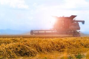 A modern combine harvester working a wheat field. Harvest time. Agricultural sector photo