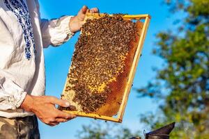 Beekeeper is working with bees and beehives on the apiary. Frames of a bee hive. Apiary concept photo