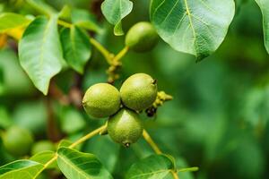 Green fruit of the walnut on the branch. Walnut tree photo