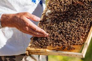 Collecting honey from honeycombs. Apiculture. Frames of a beehive. photo