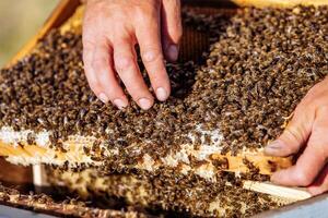 Beekeeper in an apiary holding a frame of honeycomb covered with swarming bees photo