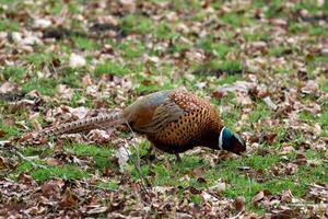 pheasant in the field photo