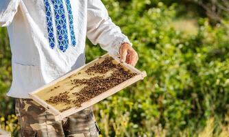 hands of man shows a wooden frame with honeycombs on the background of green grass in the garden photo