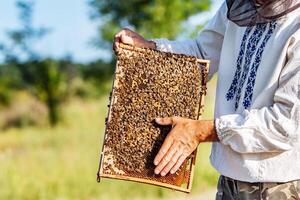 The beekeeper examines bees in honeycombs. Hands of the beekeeper. The bee is close-up photo