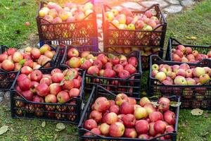 Red ripe apples in plastic container. Fresh organic fruit laying on the ground. photo