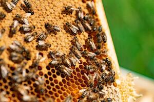 Bees crawling on honeycomb with organic honey. Honeycomb from a bee hive filled with golden honey in a frame view. Macro shot photo