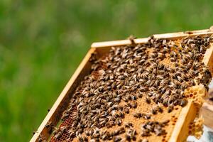 a wooden frame with honeycomb is on open air in the garden. Bees bring honey in the honeycomb photo