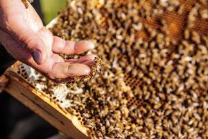 hands of man shows a wooden frame with honeycombs on the background of green grass in the garden photo