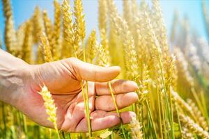 un humano mano sostiene tallos de trigo en el campo en un soleado día. de cerca foto