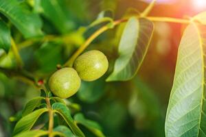 Green nuts on a tree. A lot of nuts on a tree on a sunny day photo