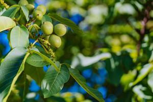 branch is covered with the fruits of unripe walnuts on the background of blue sky in the autumn photo