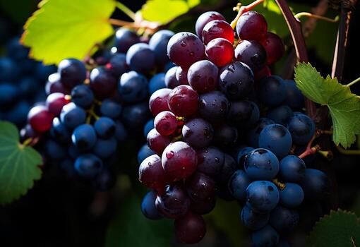 AI generated Black and red grapes in grape vine surrounded. A close-up photo capturing a bunch of ripe grapes hanging from a vine in a vineyard.