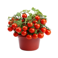 AI generated Celebrity Tomato plant in a pot png