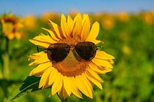 a large sunflower stands with spectacles in the field. Close-up photo