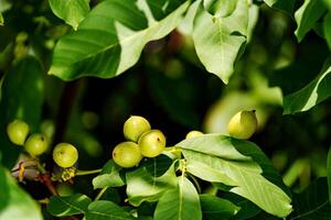 Fruits of a walnut on a branch of a tree with green leaves in summer. Growing walnuts on a tree in natural background. Closeup photo