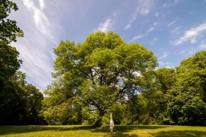 hermosa verde árbol en paisajes cumbre árbol en verde campo y azul cielo. foto