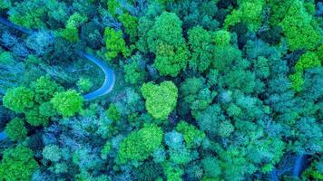 Aerial view of a winding road through a lush green forest, showcasing vibrant foliage and the beauty of nature from above. photo