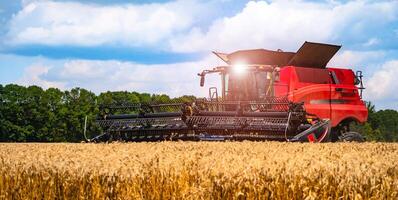 Red grain harvesting combine in a sunny day. Yellow field with grain. Agricultural technic works in field. Closeup. photo