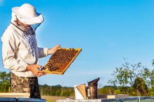 Beekeeper is working with bees and beehives on the apiary. Beekeeper on apiary photo