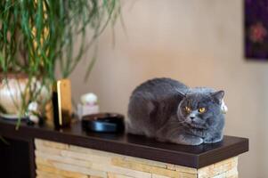 Shorthair grey cat, sitting on wooden platform on blurred background. Home photo. Domestic animals concept photo