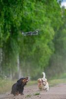 Happy doggies have fun with dron. Cute funny dogs playing with a dron. Attractive puppies running together. photo