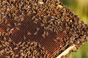 Frames of a bee hive. Beekeeping. Honey photo