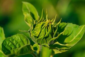 a green bud of sunflower ripens in the field in the summer. Close-up photo