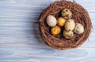 Quail eggs in the nest. Wooden background. Top view. Free space photo