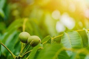 green unripe walnuts grow on the tree on the background of bright rays of the sun in the autumn. Close-up photo