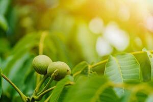 verde inmaduro nueces crecer en el árbol en el antecedentes de brillante rayos de el Dom en el otoño. de cerca foto