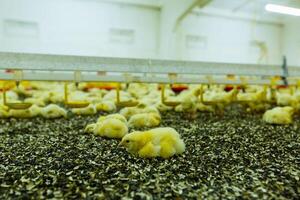 Indoors chicken farm, chicken feeding. Chicken farm photo