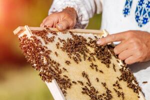 hands of man shows a wooden frame with honeycombs on the background of green grass in the garden photo