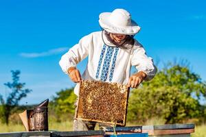 Young beekeeper working in the apiary. Beekeeping concept. Beekeeper harvesting honey photo