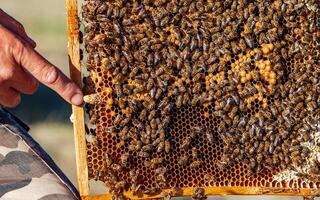 Hand of beekeeper is working with bees and beehives on the apiary. Bees on honeycombs. Frames of a bee hive photo