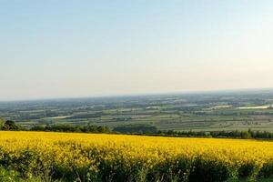 Scenic view of a vibrant yellow rapeseed field with a vast, clear blue sky and distant horizon. photo