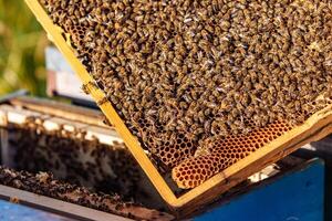 Close up of honey bees Apis mellifica clustered on a wooden frame, showing open wax comb full and glistening with nectar photo